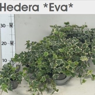 Hedera Mix P09 ( 1831 )