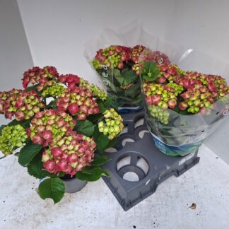 HORTENSIA P15 ( 4432 )