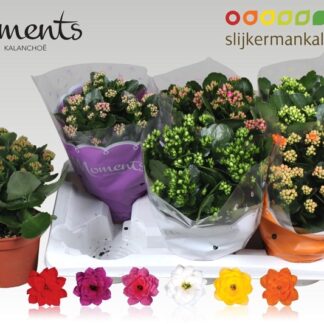 KALANCHOE calandiva P15 ( 2277 )