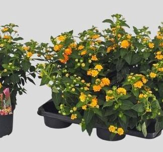 LANTANA Touffe P17 ( 3865 )