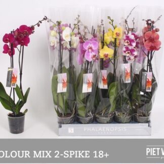 Phalaenopsis 2 Branches Mix P12 ( 8000 )
