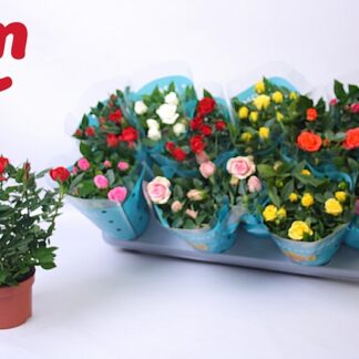ROSIER beau monde P10 ( 8369 )