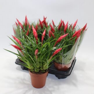 Vriesea P12 ( 2396 )