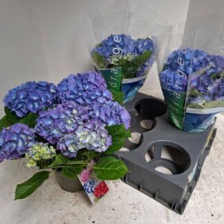 HORTENSIA P15 ( 4432 )