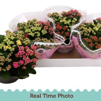 Kalanchoe Calandiva Carnaval coupe d23 ( 4520 )