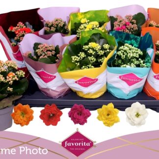 Kalanchoe Calandiva p10,5 ( 2267 )