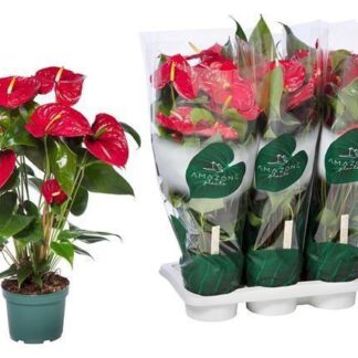 ANTHURIUM rouge P17 ( 4301 )