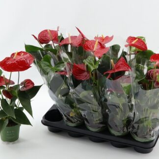 ANTHURIUM mix couleurs P12 ( 3531 )