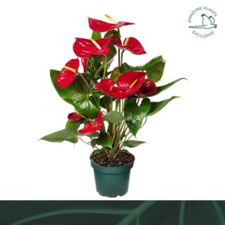 ANTHURIUM rouge P14 ( 4299 )