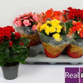 BEGONIA elatior Décorum P14 ( 4731 )