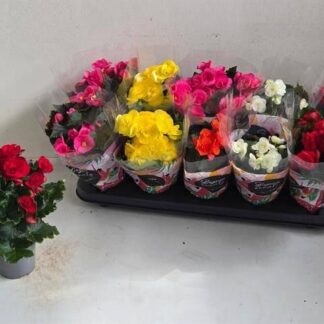 BEGONIA P09 ( 3315 )