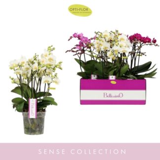 PHALAENOPSIS Bellissimo Mix P15 ( 9751 )