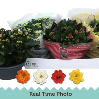 Kalanchoe Calandiva coupe d23 ( 2278 )