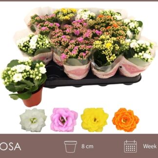 KALANCHOE calandiva P07 ( 5320 )