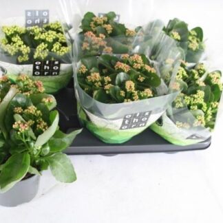 KALANCHOE calandiva P15 ( 2277 )