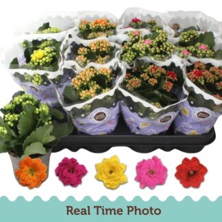 KALANCHOE calandiva P09 ( 5378 )