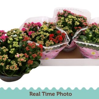Kalanchoe Calandiva Carnaval coupe d23 ( 4520 )