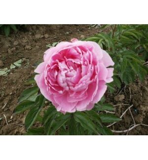 Pivoine Mme Boulanger 50cm - Fleurs de France (20449)